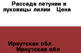 Рассада петунии и луковицы лилии › Цена ­ 40 - Иркутская обл.  »    . Иркутская обл.